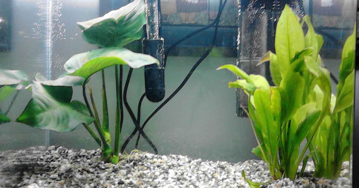 Why We Need Heater For Fish Tank?